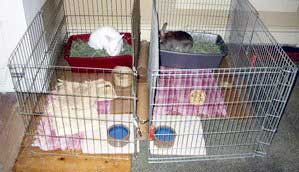 bonding female rabbits