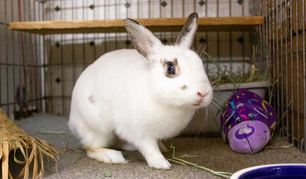 Long Island Rabbit Rescue Adoptable Rabbit Carolina