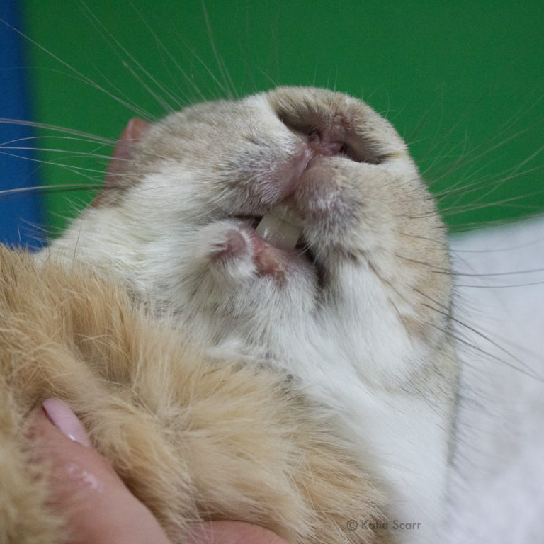 Special Needs Rabbit-Long Island Rabbit Rescue Group