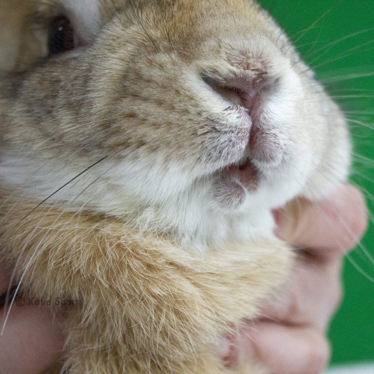 Special Needs Rabbit-Long Island Rabbit Rescue Group