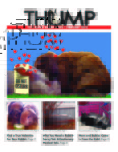 THUMP-NYC Metro Rabbit News February 2010