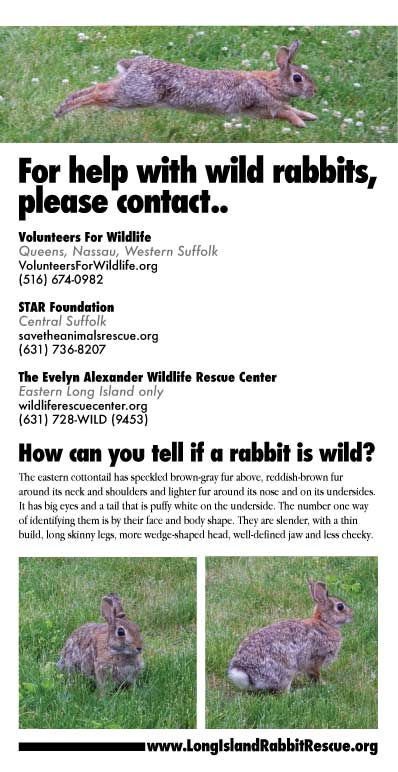 Wild Rabbits-Long Island Rabbit Rescue Group