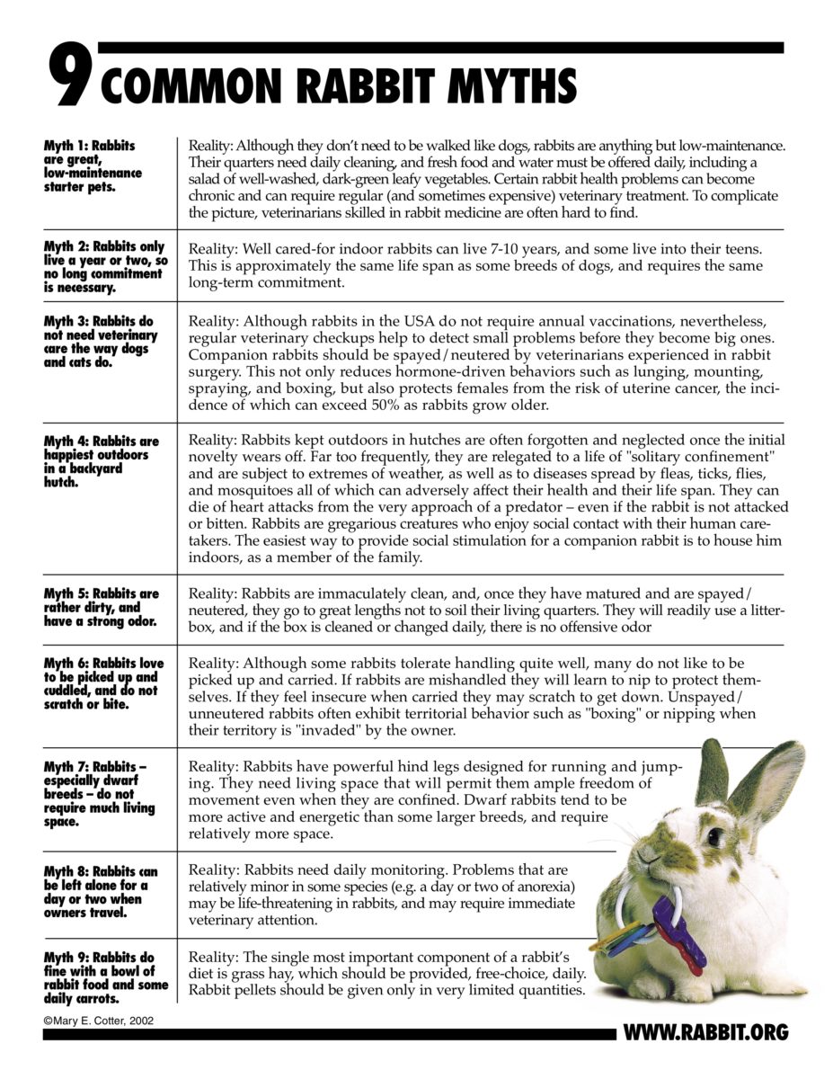 Rabbit Transit Flyer.pdf Flyers - Long Island Rabbit Rescue Group