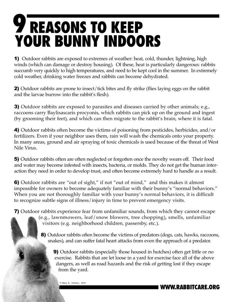 9 Reasons to keep your bunny indoors