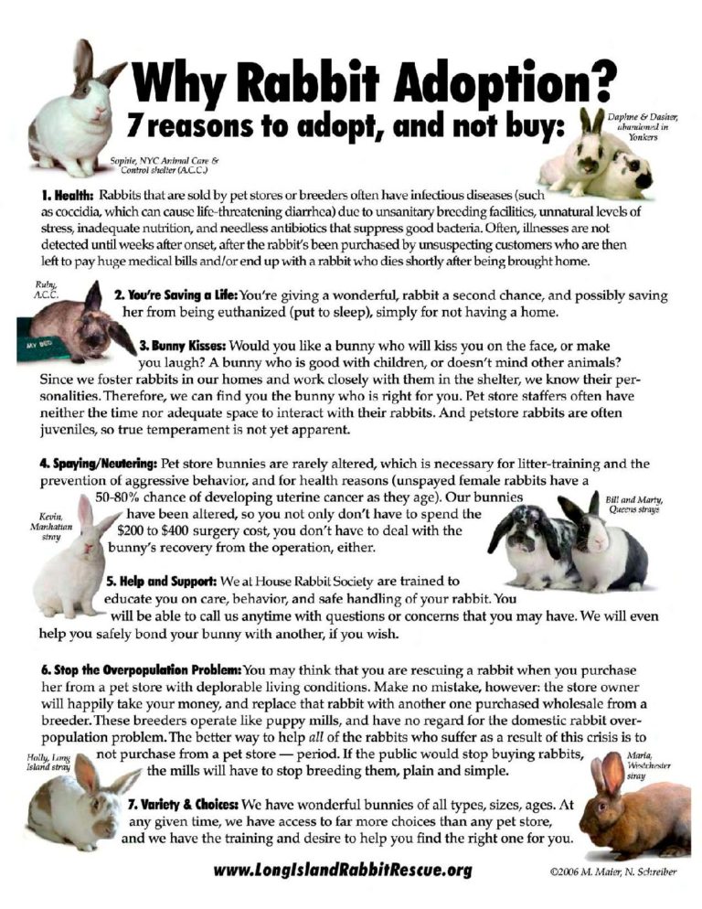 Why Rabbit Adoption?