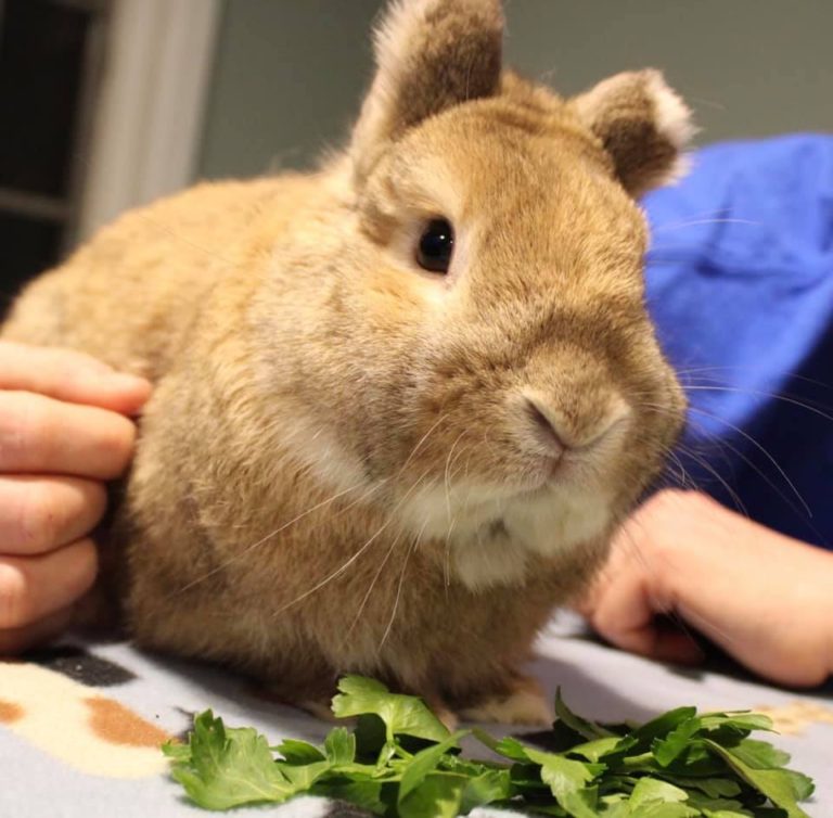 Rescue Paddington-Long Island Rabbit Rescue Group