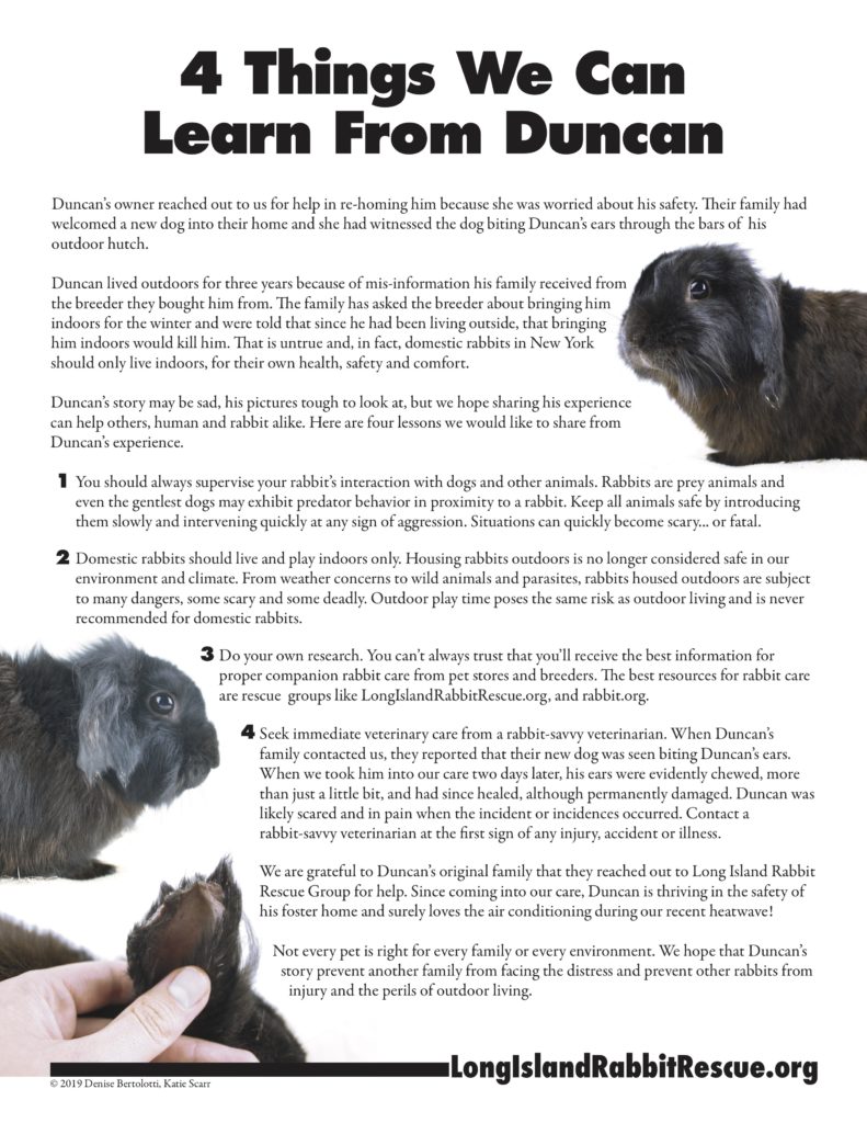 Rabbit Rescue-4 Things we an learn from Duncan