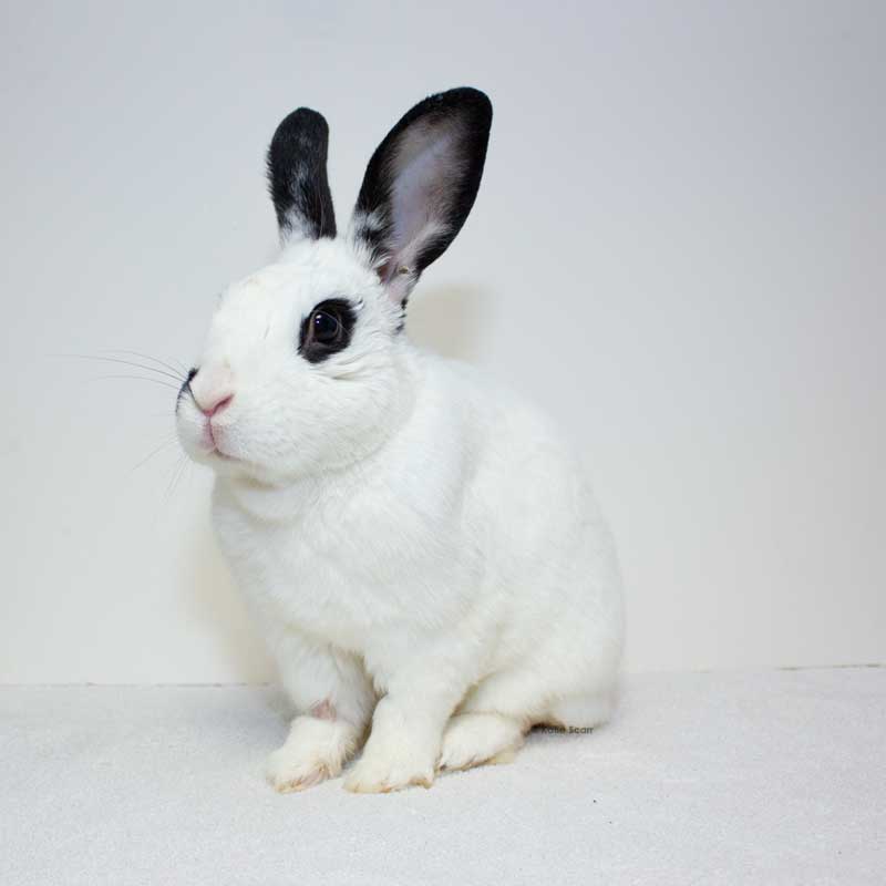 Rabbit Megacolon-Long Island Rabbit Rescue Group