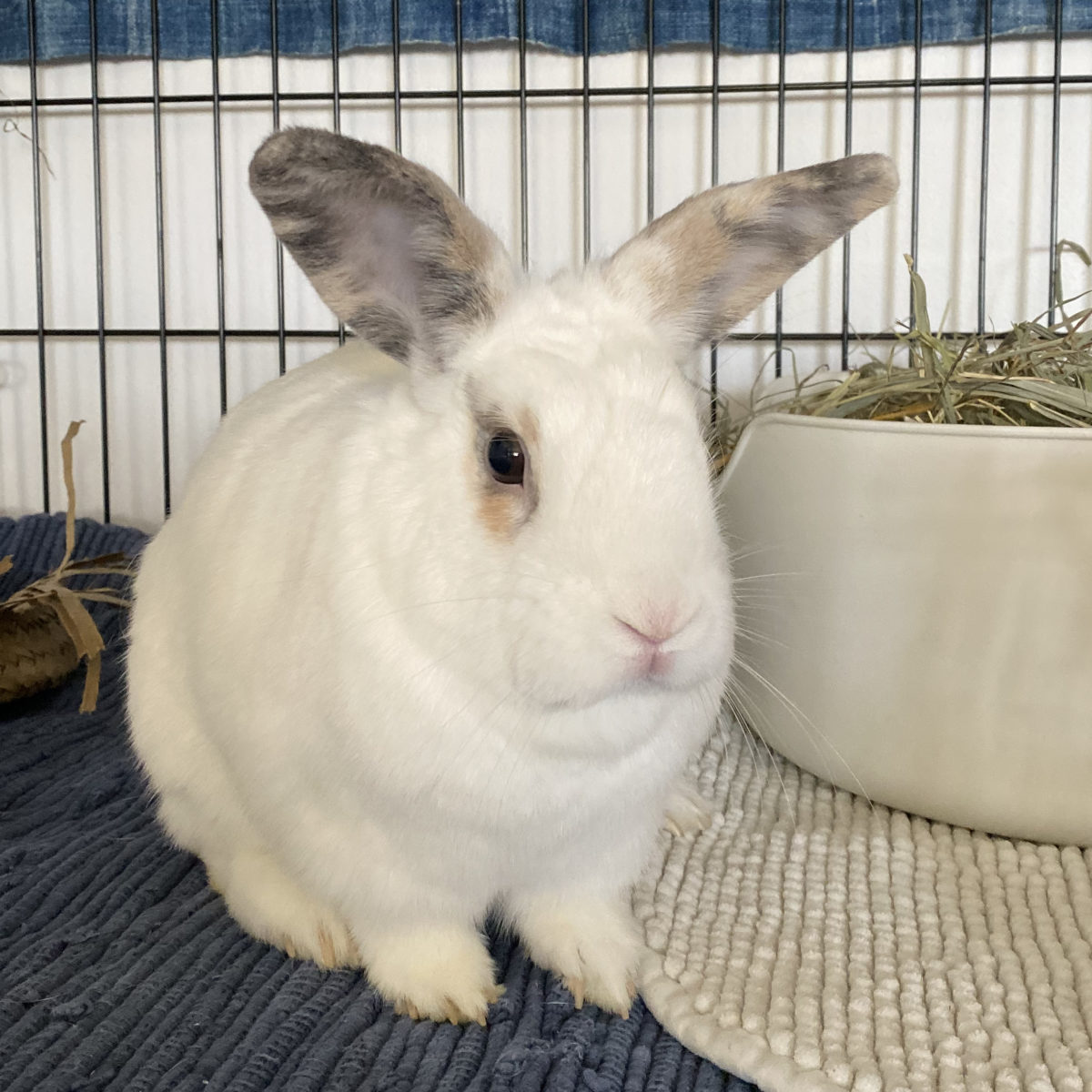 Special Needs Rabbit-Long Island Rabbit Rescue Group