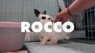 Rocco-Long Island Rabbit Rescue Group