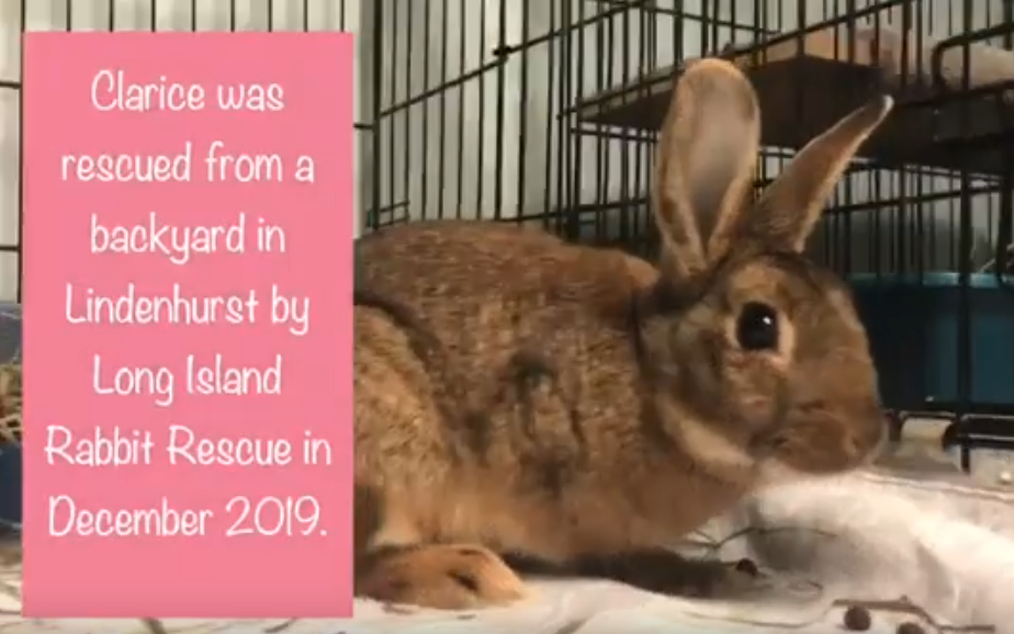Special Needs Rabbit Clarice-Long Island Rabbit Rescue Group