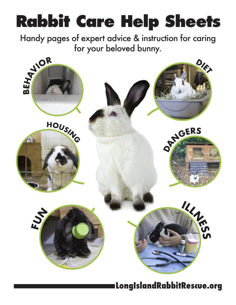 House Rabbit Care Packet-Long Island Rabbit Rescue Group
