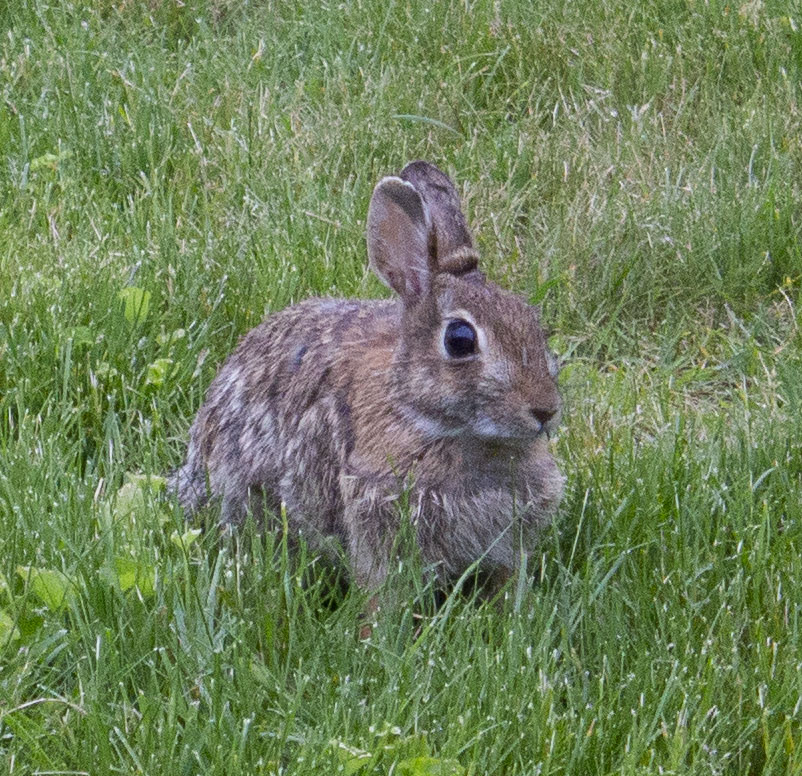 For help with wild rabbits-Long Island Rabbit Rescue Group