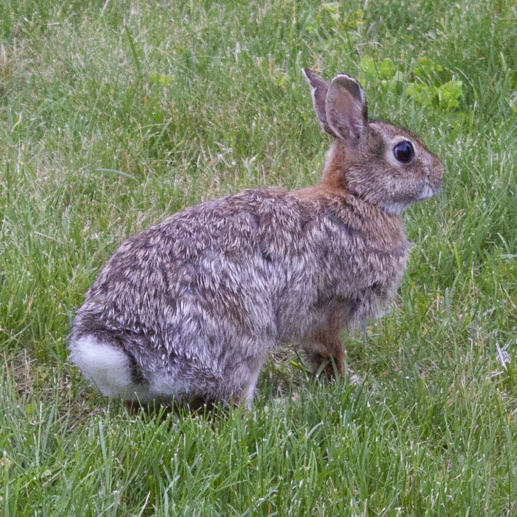 For help with wild rabbits-Long Island Rabbit Rescue Group