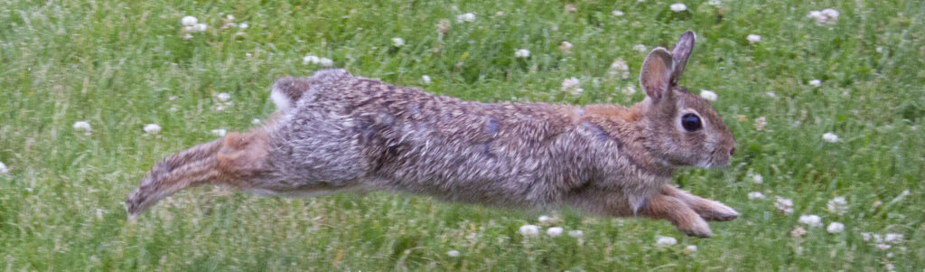 Wild Rabbits-Long Island Rabbit Rescue Group