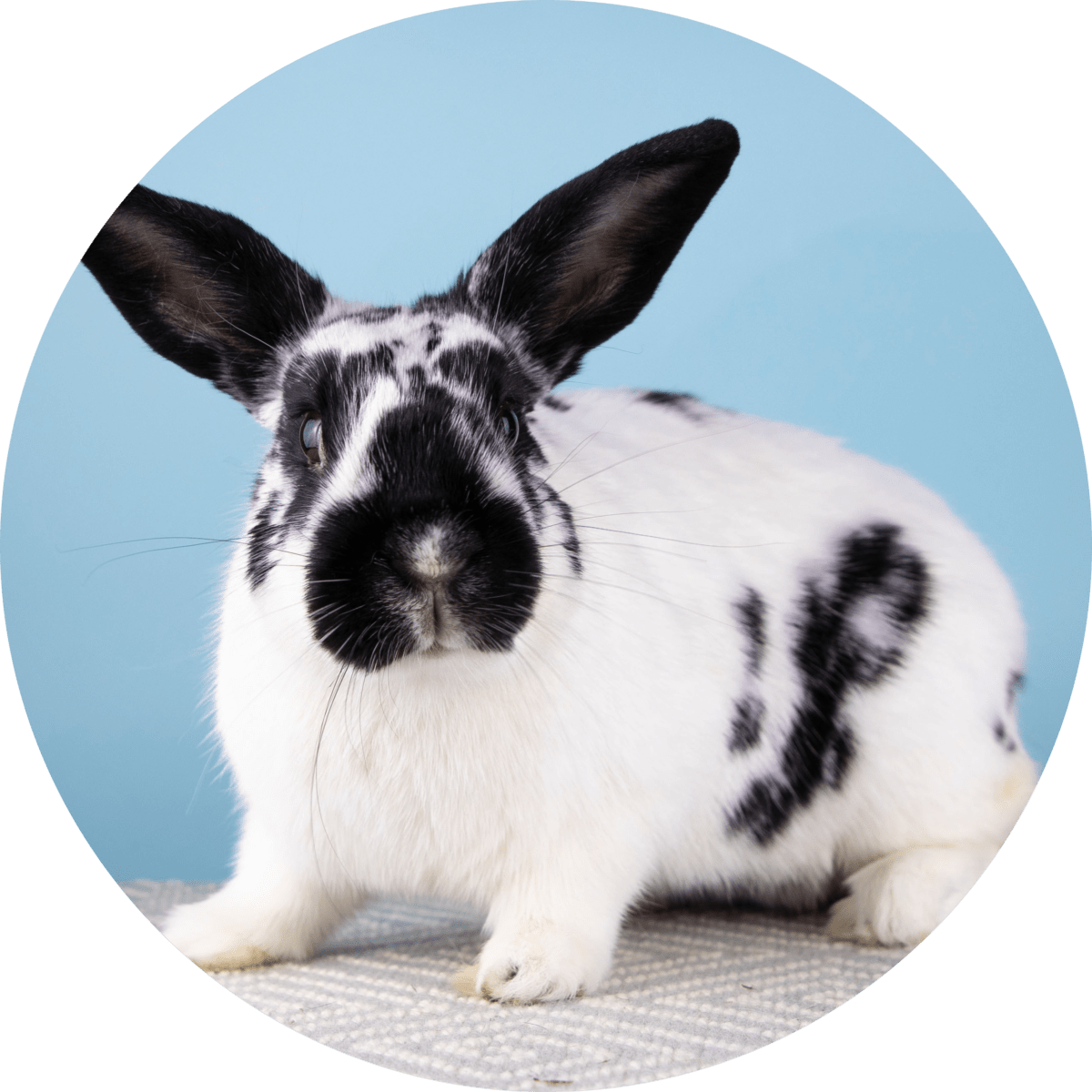 Home - Cat & Rabbit Rescue Center