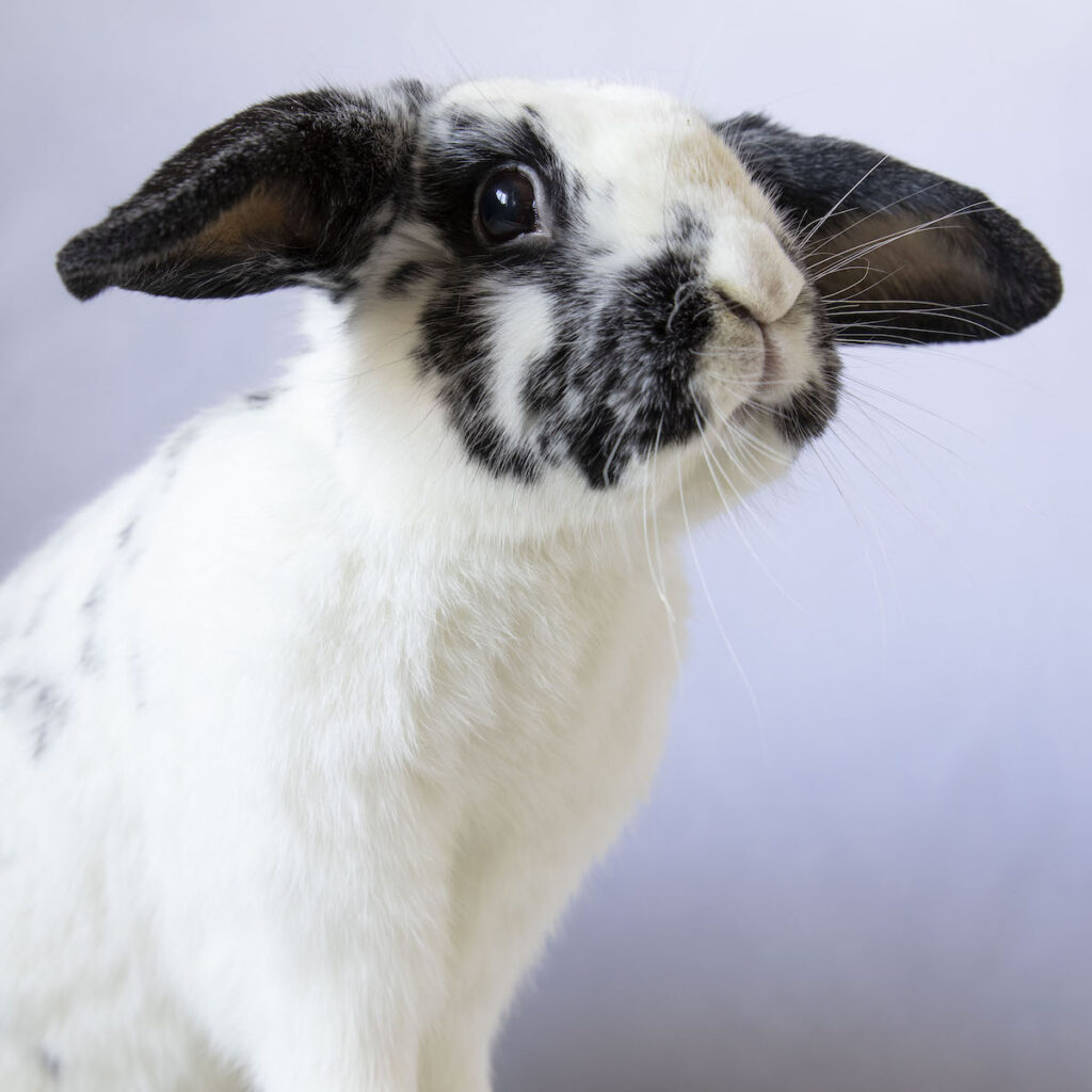 Miriam- Megacolon- Long Island Rabbit Rescue Group