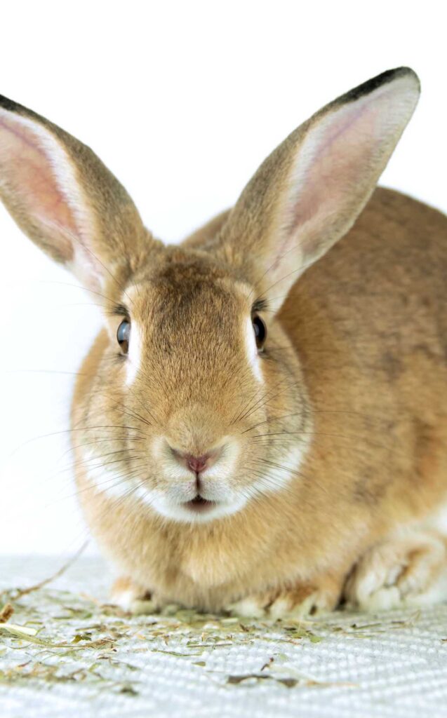 Choosing a Rabbit Vet