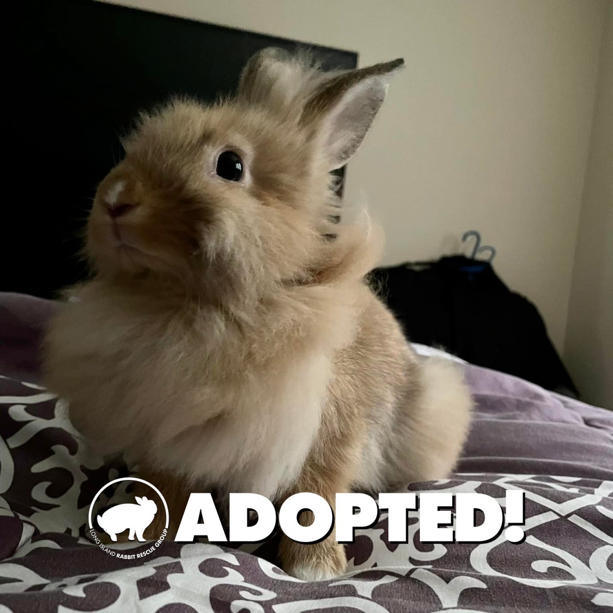 January Adoptions - Long Island Rabbit Rescue Group