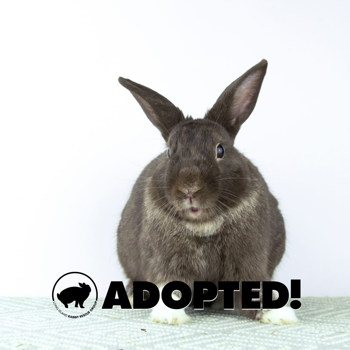 Long Island Rabbit January Adoptions - Long Island Rabbit Rescue Group