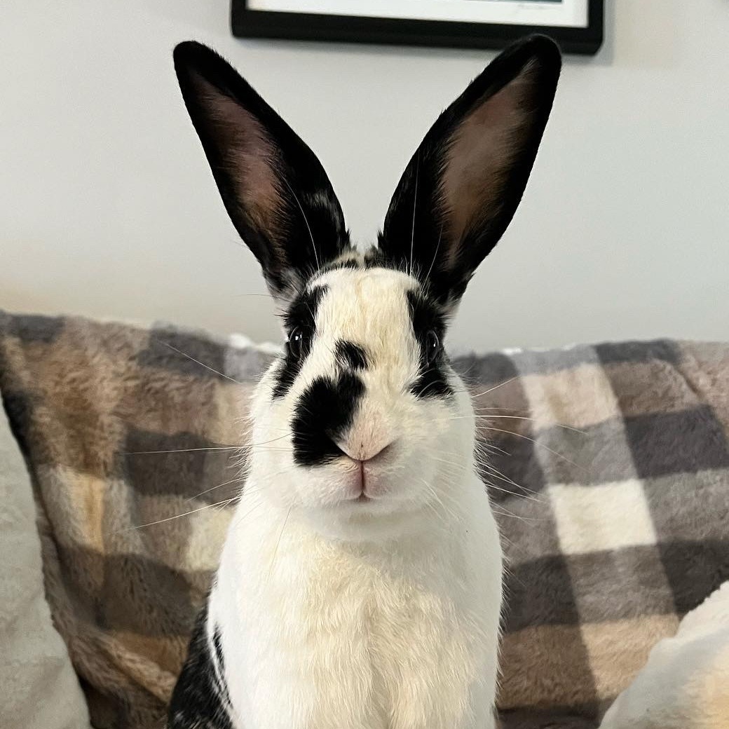 Adoptable Rabbits - Long Island Rabbit Rescue Group
