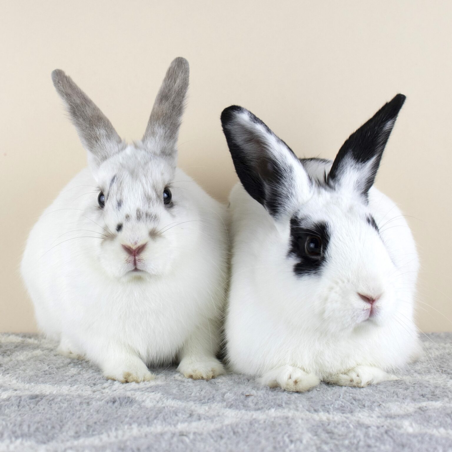 Nys Rabbits Home - Long Island Rabbit Rescue Group