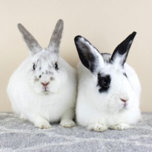 LIRRG - Long Island Rabbit Rescue Group - Adopt a Rescue Rabbit