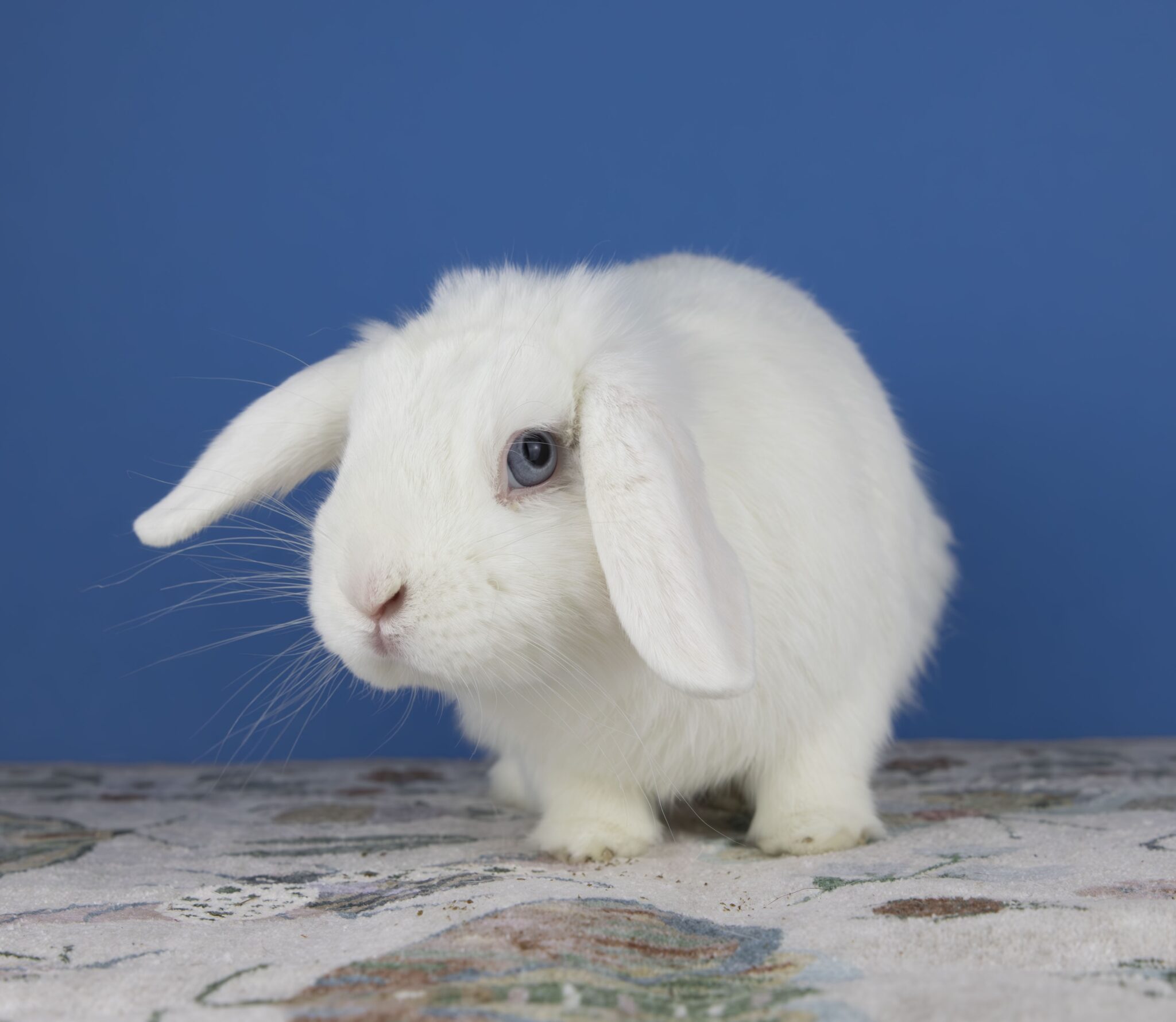 Long Island Rabbit Home - Long Island Rabbit Rescue Group