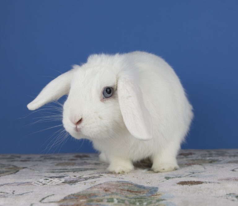 LIRRG - Long Island Rabbit Rescue Group - Adopt a Rescue Rabbit